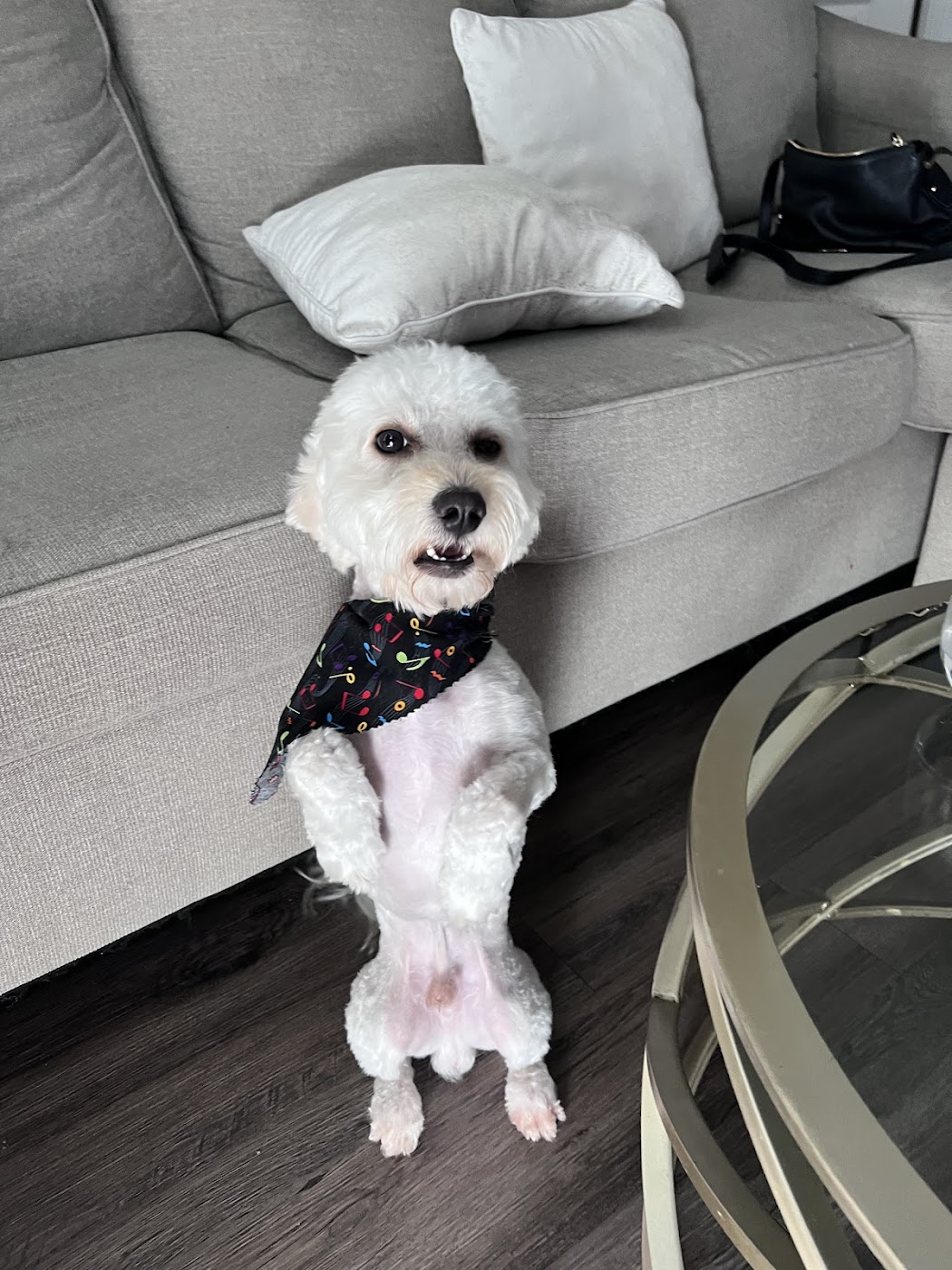 All Paws In Pet Salon work