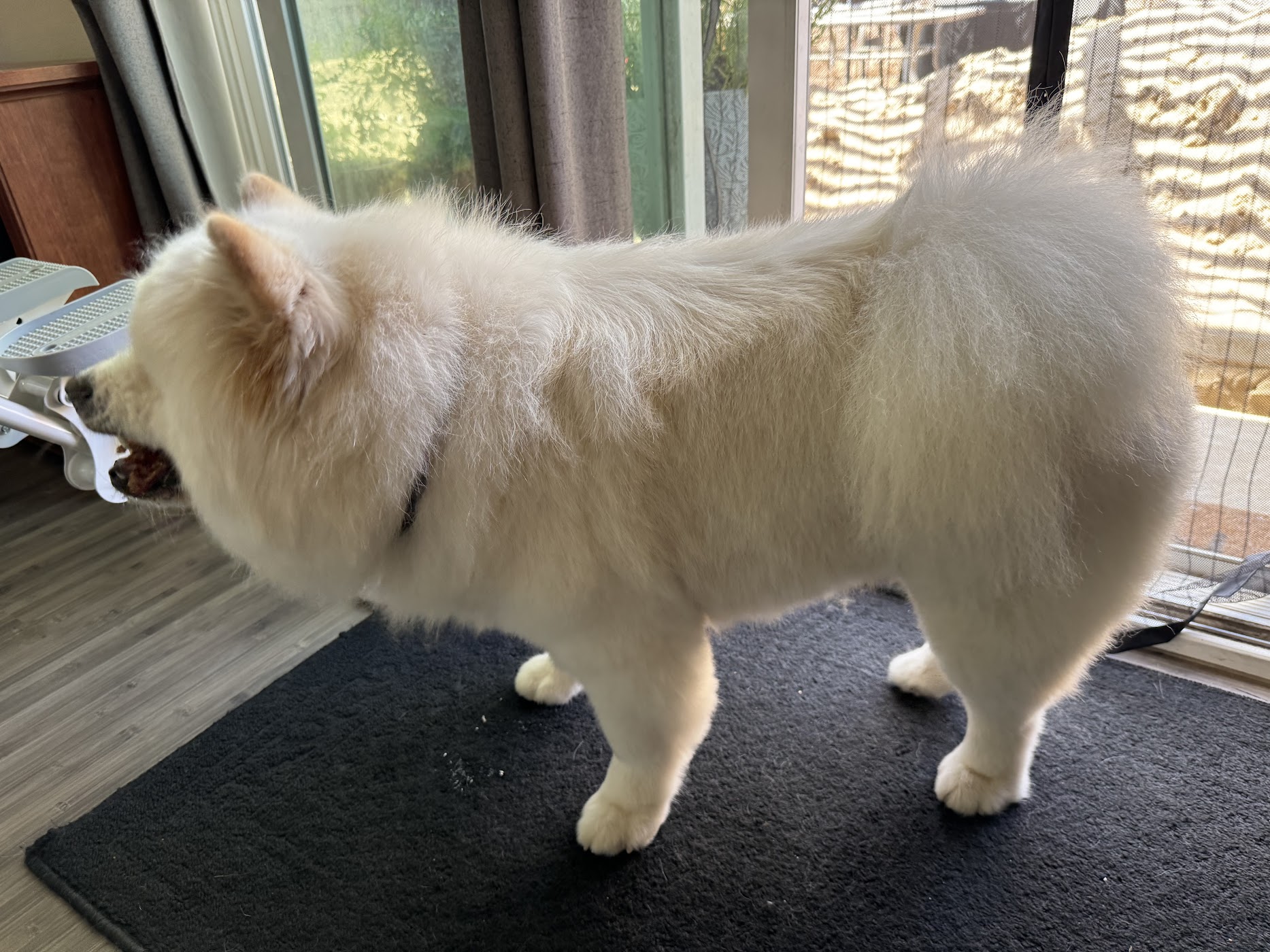 All Paws In Pet Salon work