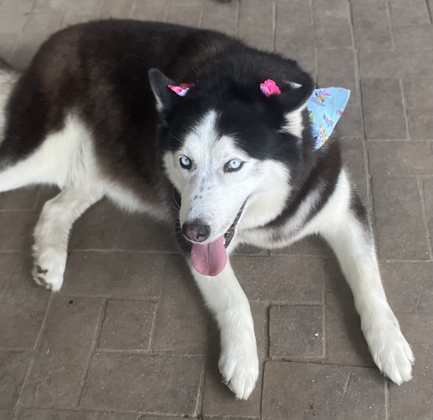 All Paws In Pet Salon work