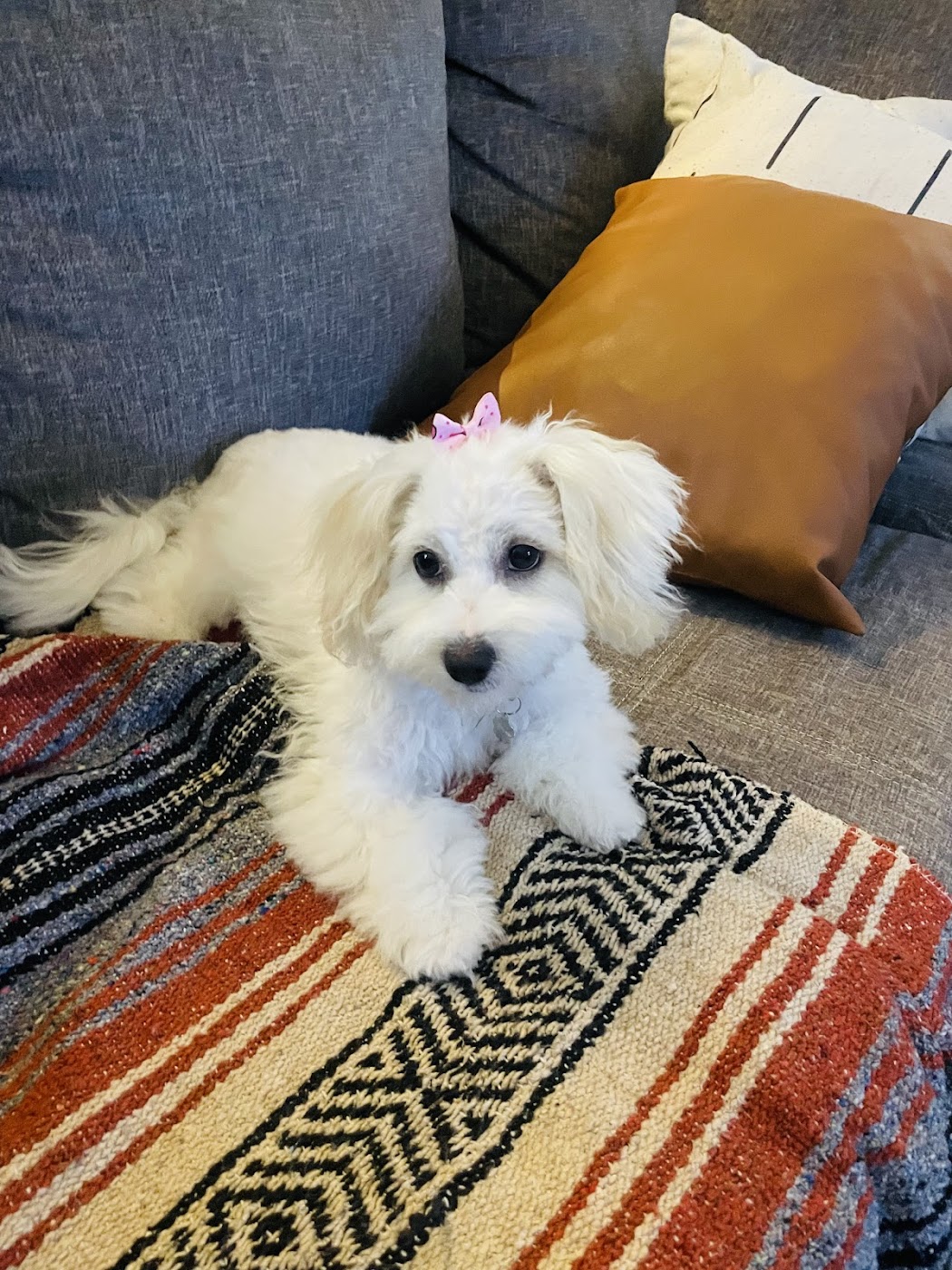 Double Bubble Dog Grooming work