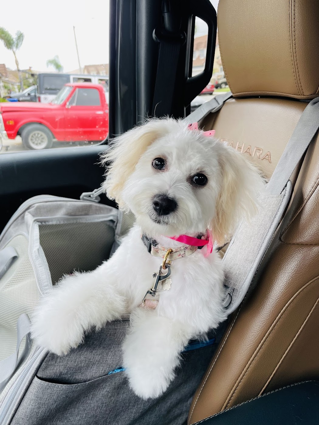 Double Bubble Dog Grooming work