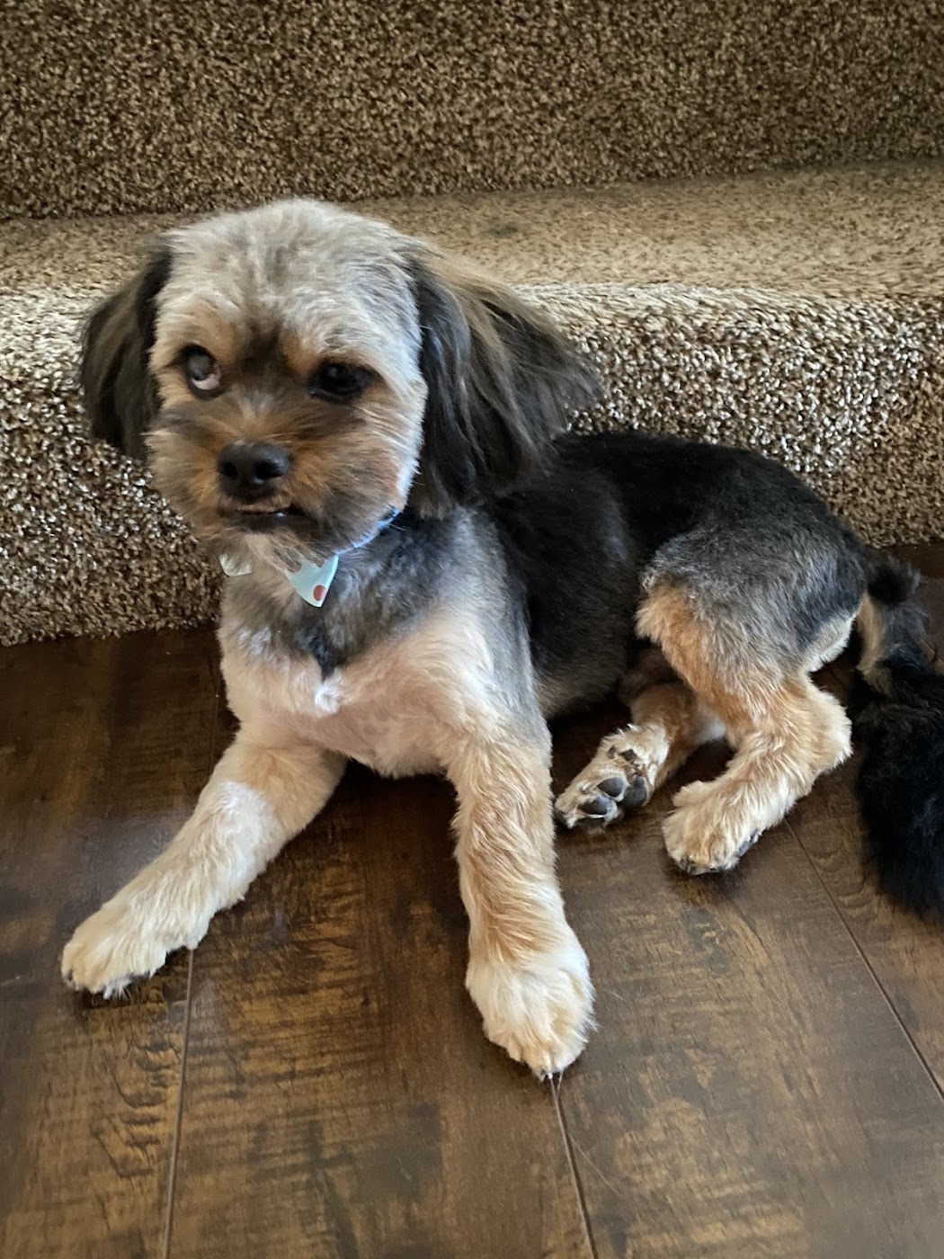 Double Bubble Dog Grooming work